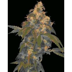 SUPER LEMON OG * DNA GENETICS LIMITED COLLECTION 6 SEMI REG