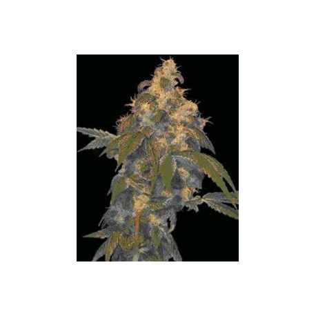 SUPER LEMON OG * DNA GENETICS LIMITED COLLECTION 6 SEMI REG