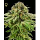 GRAPE LA * DNA GENETICS LIMITED COLLECTION 6 SEMI FEM