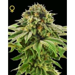 GRAPE LA * DNA GENETICS LIMITED COLLECTION 6 SEMI FEM