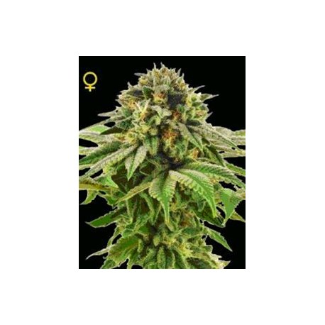 GRAPE LA * DNA GENETICS LIMITED COLLECTION 6 SEMI FEM