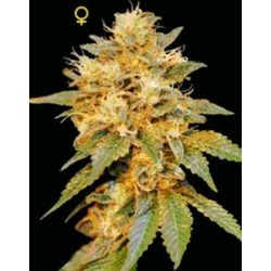 SNOWLAND * DNA GENETICS LIMITED COLLECTION 6 SEMI FEM