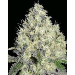 91 KRYPT * DNA GENETICS LIMITED COLLECTION 6 SEMI REG