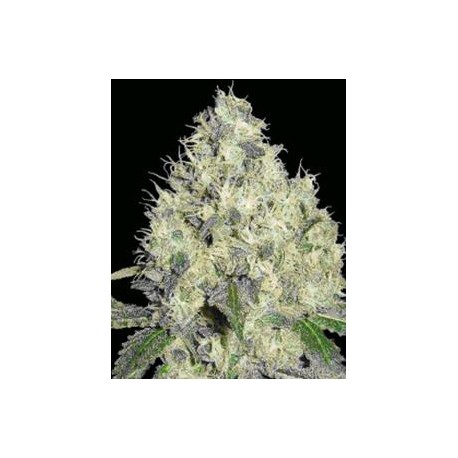 91 KRYPT * DNA GENETICS LIMITED COLLECTION 6 SEMI REG