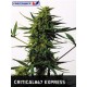 CRITICAL#47 EXPRESS * POSITRONICS FEMINIZED 5 SEMI AUTO