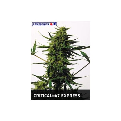 CRITICAL#47 EXPRESS * POSITRONICS FEMINIZED 5 SEMI AUTO