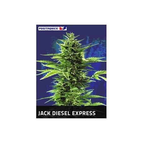 JACK DIESEL EXPRESS * POSITRONICS FEMINIZED 5 SEMI