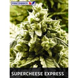 SUPERCHEESE EXPRESS * POSITRONICS FEMINIZED 5 SEMI 