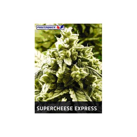 SUPERCHEESE EXPRESS * POSITRONICS FEMINIZED 5 SEMI 