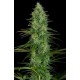 CRITICAL JACK * DINAFEM SEEDS 10 SEMI FEM