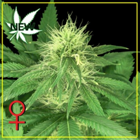 BUBBA KUSH * GREEN HOUSE FEMINIZED 3 SEMI 