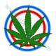 CRITICAL WIDOW II * PROFESSIONAL SEEDS 10 SEMI FEM 