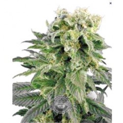 DUBBLE GUM * PROFESSIONAL SEEDS 3 SEMI FEM 