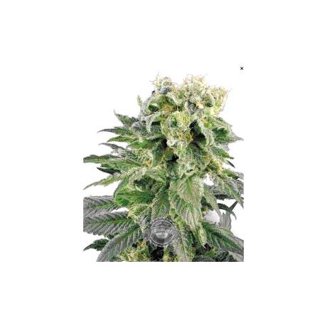 DUBBLE GUM * PROFESSIONAL SEEDS 3 SEMI FEM 