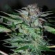 NORTHERN DWARF AUTO * PROFESSIONAL SEEDS 10 SEMI FEM 