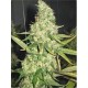 PURE POWER PLANT * PROFESSIONAL SEEDS 1 SEME FEM 