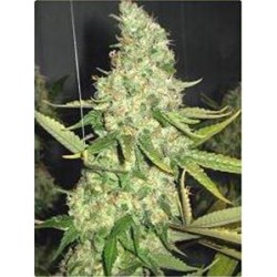 PURE POWER PLANT * PROFESSIONAL SEEDS 1 SEME FEM 