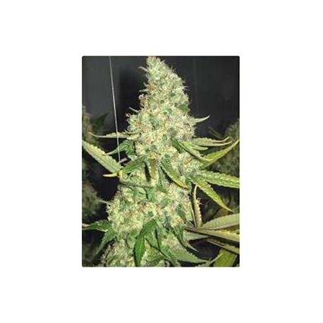 PURE POWER PLANT * PROFESSIONAL SEEDS 1 SEME FEM 