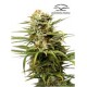 AUTO WHITE WIDOW * DUTCH PASSION FEMINIZED 3 SEMI