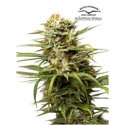 AUTO WHITE WIDOW * DUTCH PASSION FEMINIZED 3 SEMI