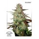 BLUE AUTOMAZAR® * DUTCH PASSION FEMINIZED 3 SEMI