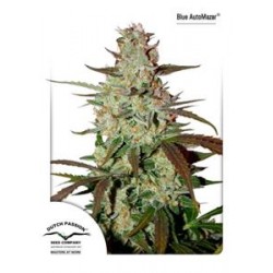 BLUE AUTOMAZAR® * DUTCH PASSION FEMINIZED 3 SEMI