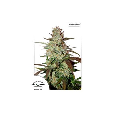 BLUE AUTOMAZAR® * DUTCH PASSION FEMINIZED 3 SEMI