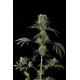 MOBY DICK #2 * DINAFEM SEEDS 10 SEMI FEM