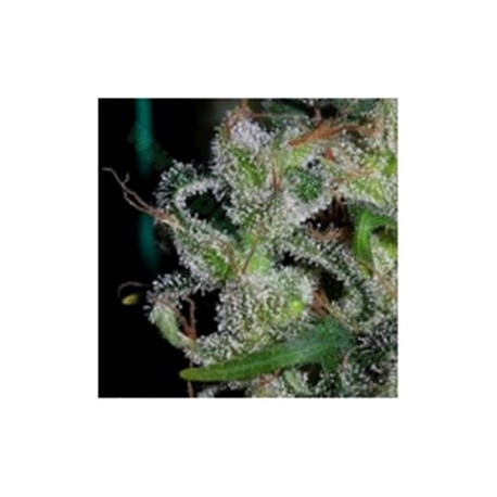 ZAMALDELICA * ACE SEEDS 1 SEME FEM 