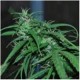 GREEN HAZE REGULAR * ACE SEEDS 10 SEMI REG