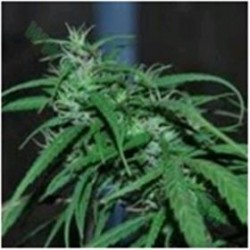 GREEN HAZE REGULAR * ACE SEEDS 10 SEMI REG