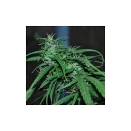 GREEN HAZE REGULAR * ACE SEEDS 10 SEMI REG