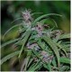 PURPLE HAZE REGULAR * ACE SEEDS 5 SEMI REG