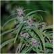 PURPLE HAZE REGULAR * ACE SEEDS 5 SEMI REG