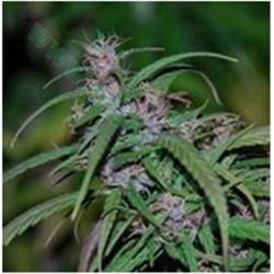 PURPLE HAZE REGULAR * ACE SEEDS 5 SEMI REG