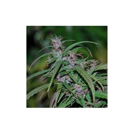 PURPLE HAZE REGULAR * ACE SEEDS 5 SEMI REG