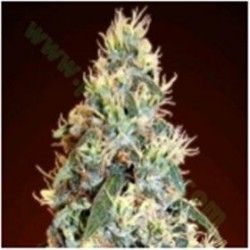 AUTO JACK HERER * ADVANCED SEEDS 10 SEMI FEM