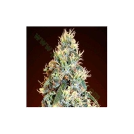 AUTO JACK HERER * ADVANCED SEEDS 10 SEMI FEM