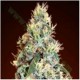 AUTO JACK HERER * ADVANCED SEEDS 3 SEMI FEM