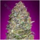 AUTO NYC DIESEL * ADVANCED SEEDS 1 SEME FEM