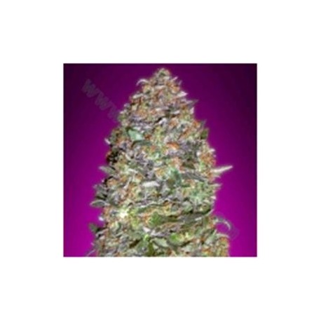 AUTO NYC DIESEL * ADVANCED SEEDS 1 SEME FEM