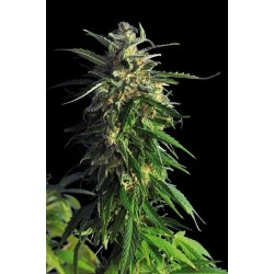 LA BLANCA * KANNABIA SEEDS 10 SEMI FEM