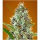 AUTO SOMANGO* ADVANCED SEEDS 10 SEMI FEM