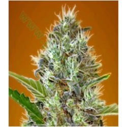 AUTO SOMANGO* ADVANCED SEEDS 10 SEMI FEM