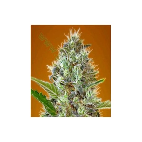 AUTO SOMANGO* ADVANCED SEEDS 1 SEME FEM