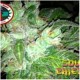 SOUR CHIESEL * BIG BUDDHA 5 SEMI FEM