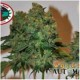 CHIESEL AUTO* BIG BUDDHA 5 SEMI FEM