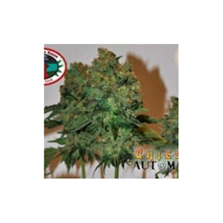 CHIESEL AUTO* BIG BUDDHA 5 SEMI FEM