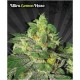 ULTRA LEMON HAZE* AUTO SEEDS 3 SEMI FEM AUTO