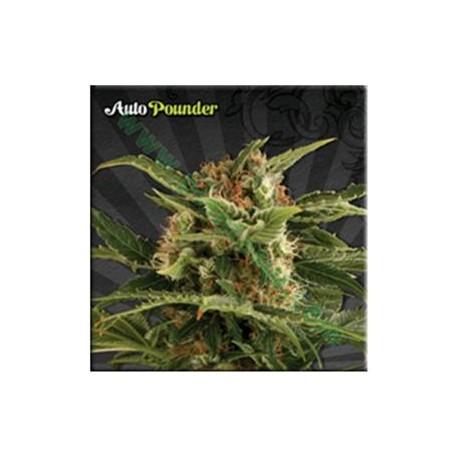 AUTO POUNDER* AUTO SEEDS 5 SEMI FEM